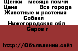 Щенки 4 месяца-помчи › Цена ­ 5 000 - Все города Животные и растения » Собаки   . Нижегородская обл.,Саров г.